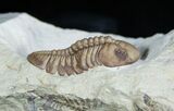 Lochovella (Reedops) Trilobite - Black Cat Mountain #1890-3